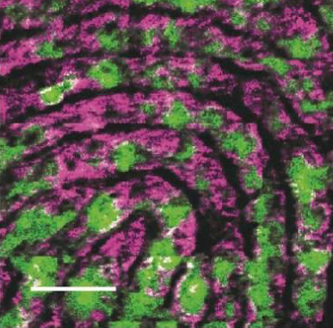 Cryo-OrbiSIMS – label-free biomolecular imaging in the native state