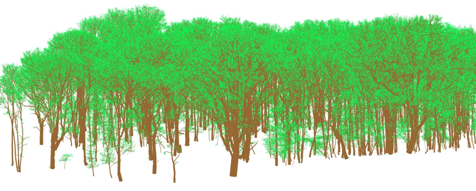 Wytham Woods 3D model