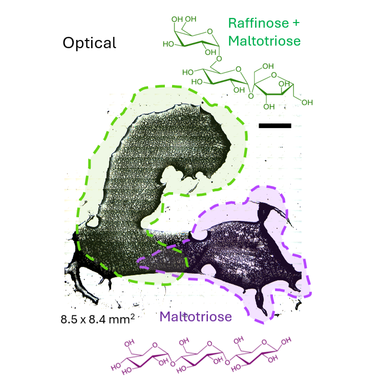 Researchers unlock new way to map molecular structure on surfaces